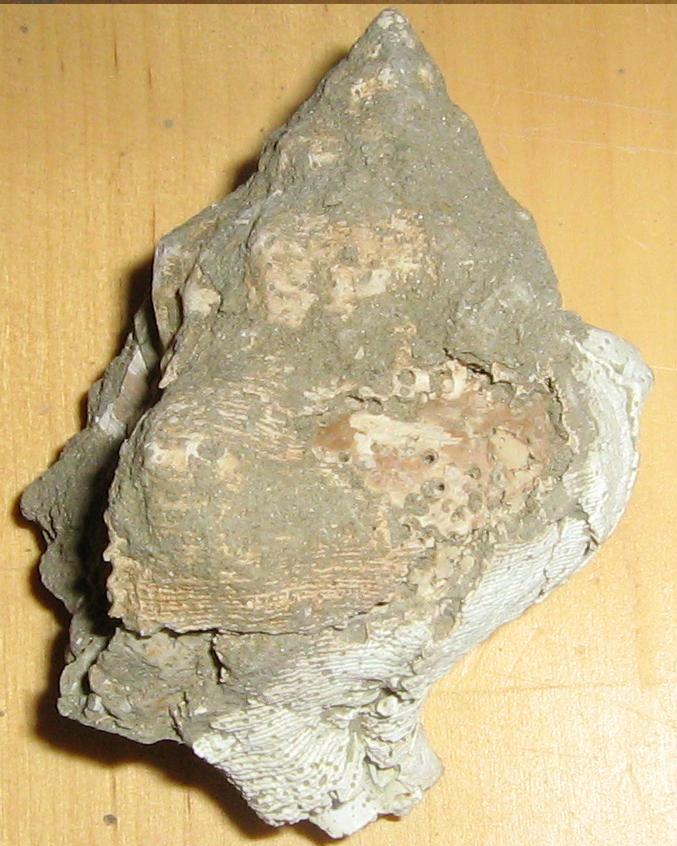 lavaggio e restauro dei ritrovamenti di oggi